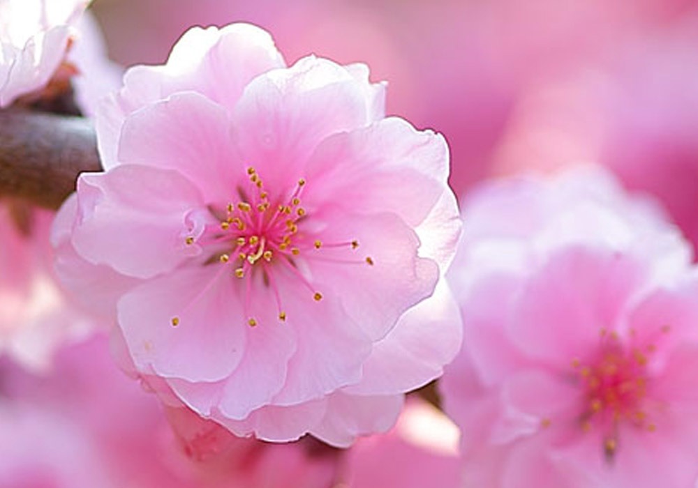 ３月１０日 桃の花 - 花