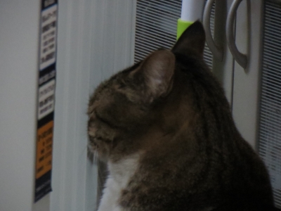 オイルヒーターで鼻を暖める猫