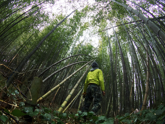 Bamboo Forest with Moment Original Superfish Lens