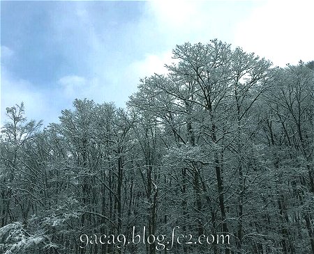 空と雪と林と友人
