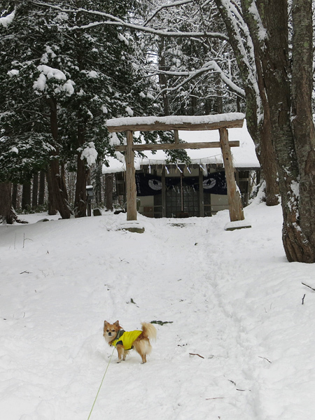 雪の初詣　藤野沢神社　茶太郎
