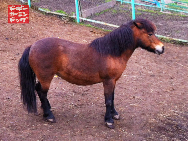 pony01.jpg