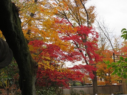 上野公園の紅葉 (6)