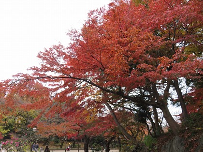 上野公園の紅葉 (8)