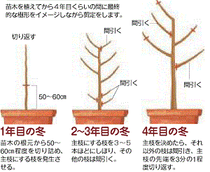 柿 梅等の落葉果樹の育て方 植物学