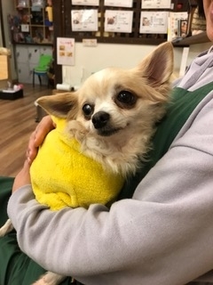 Image result for chihuahua 犬 抱きしめる