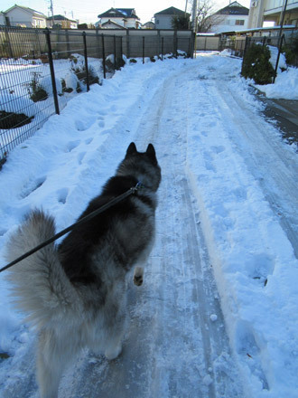 しつこく雪散歩
