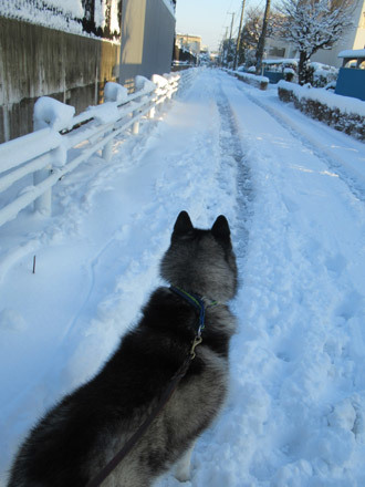 新雪散歩