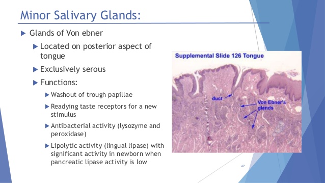 salivary-glands-anatomy-and-physiology-67-638.jpg