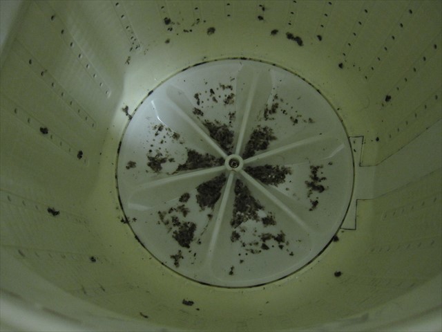 洗濯機のピロピロワカメ　カビ