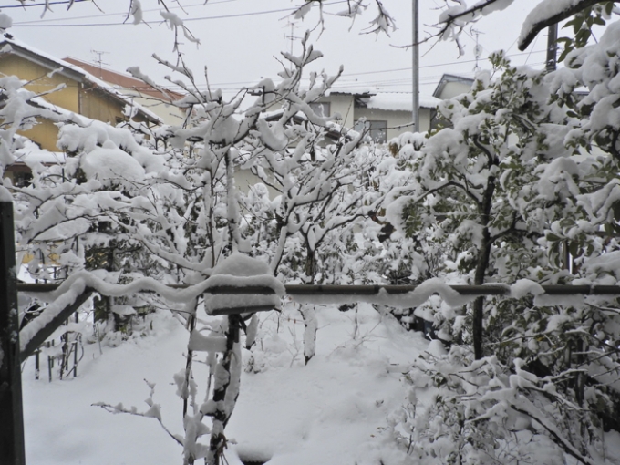 庭の雪1