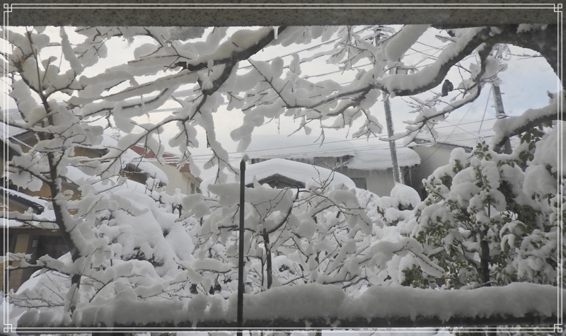 大雪とヒヨドリ