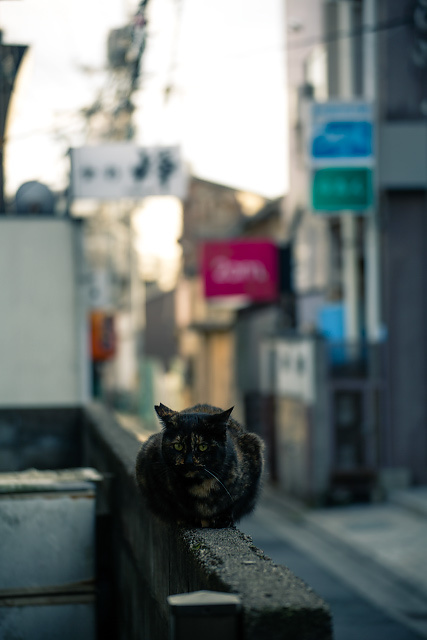 朝日町　裏通り　猫　撮影