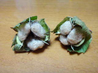 薄茶綿の収穫