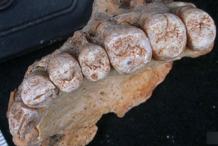 アフリカ以外人類最古の化石