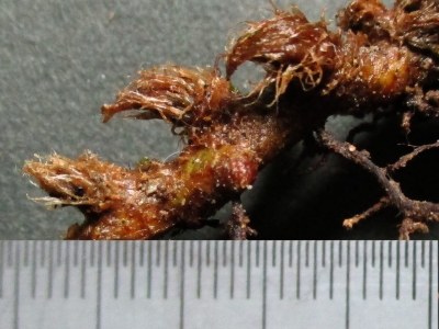 タカノハウラボシの根茎と鱗片