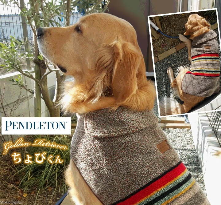 ☆ペンドルトン・ドッグコート再入荷のお知らせ☆ - 大型犬のための 