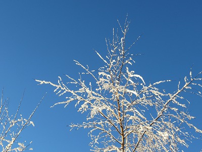 青空と樹氷