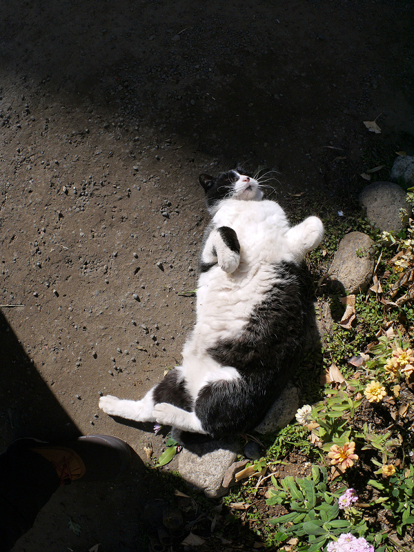 花壇の横で転がる黒白猫1