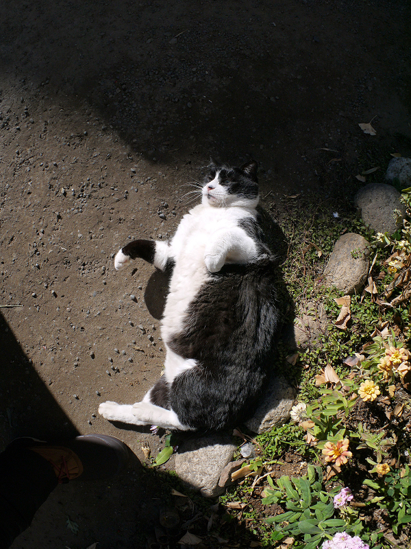花壇の横で転がる黒白猫2