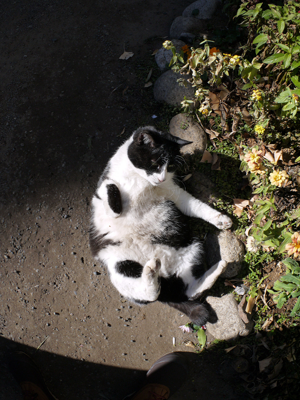 花壇の横で転がる黒白猫3