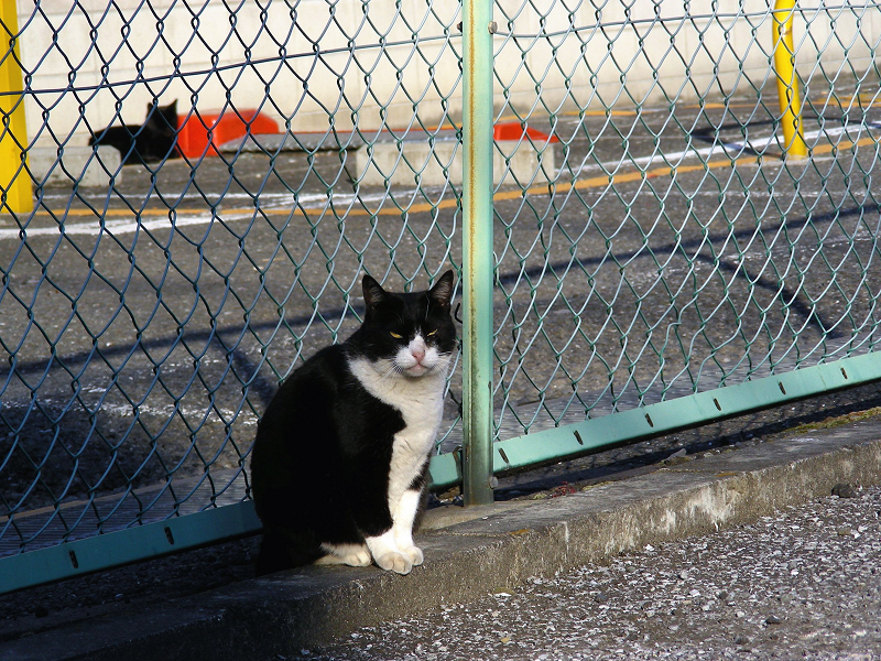 駐車場金網と黒白猫1