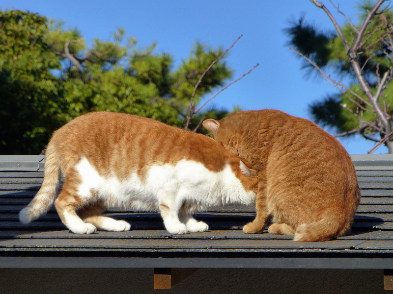 青空と屋根上の茶系の猫2