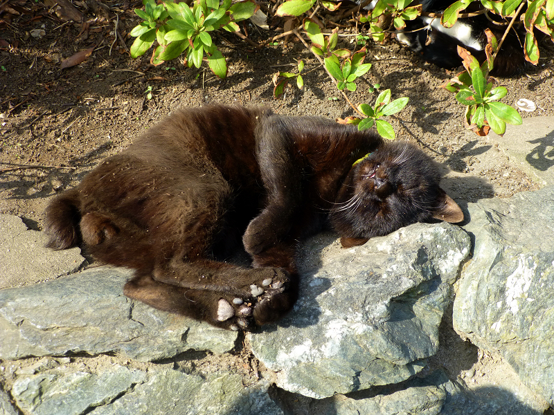 茂み前のスペースで気持ち良さそうな黒猫2