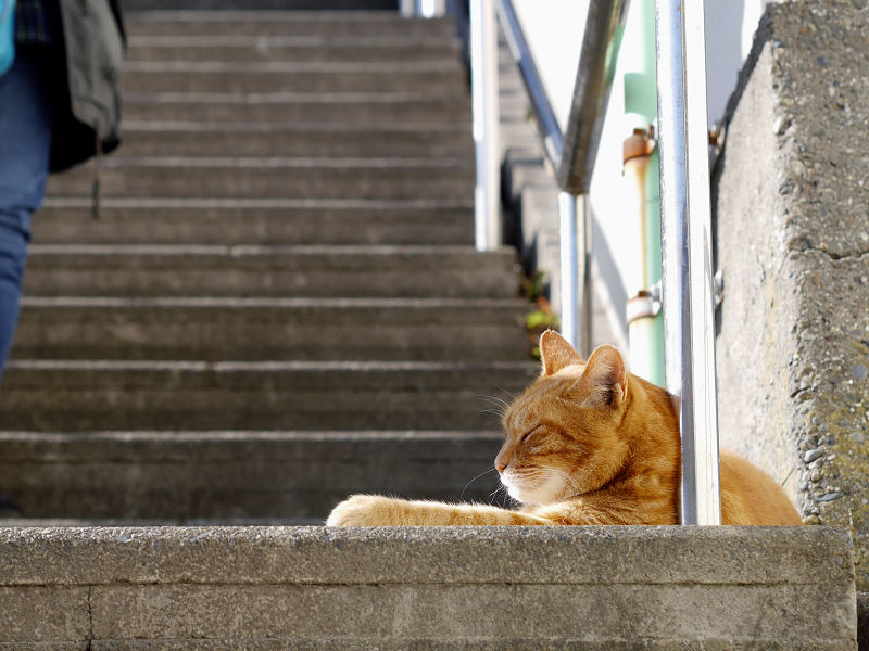 階段踊り場の茶トラ猫2
