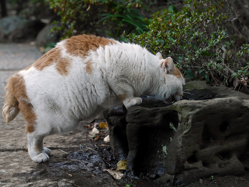 水場で水を飲んでる茶白猫1