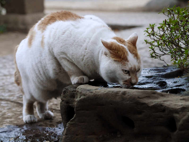 水場で水を飲んでる茶白猫2