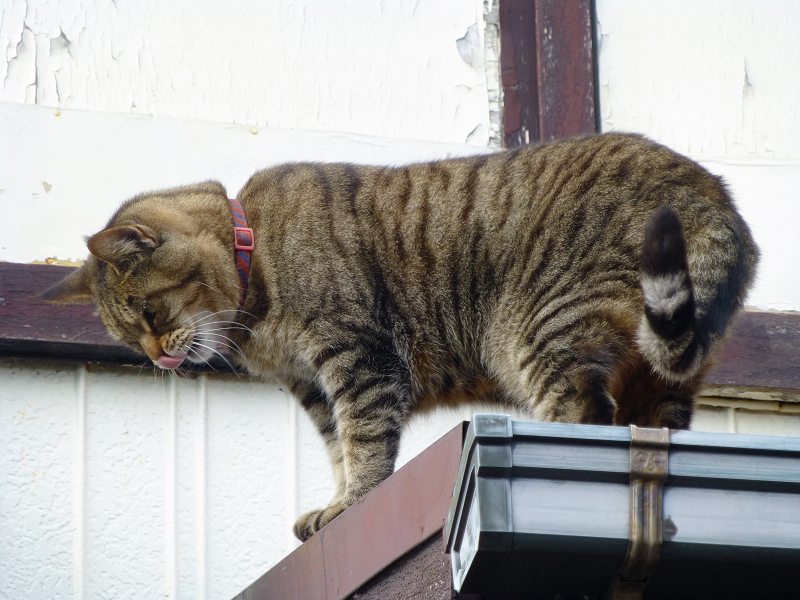 屋根から降りられないキジトラ猫4