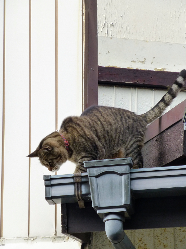 屋根から降りようとしてるキジトラ猫2